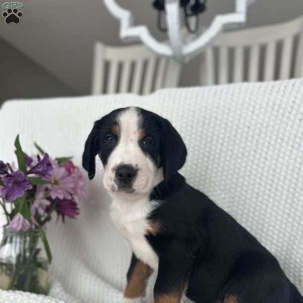 Johnson, Greater Swiss Mountain Dog Puppy